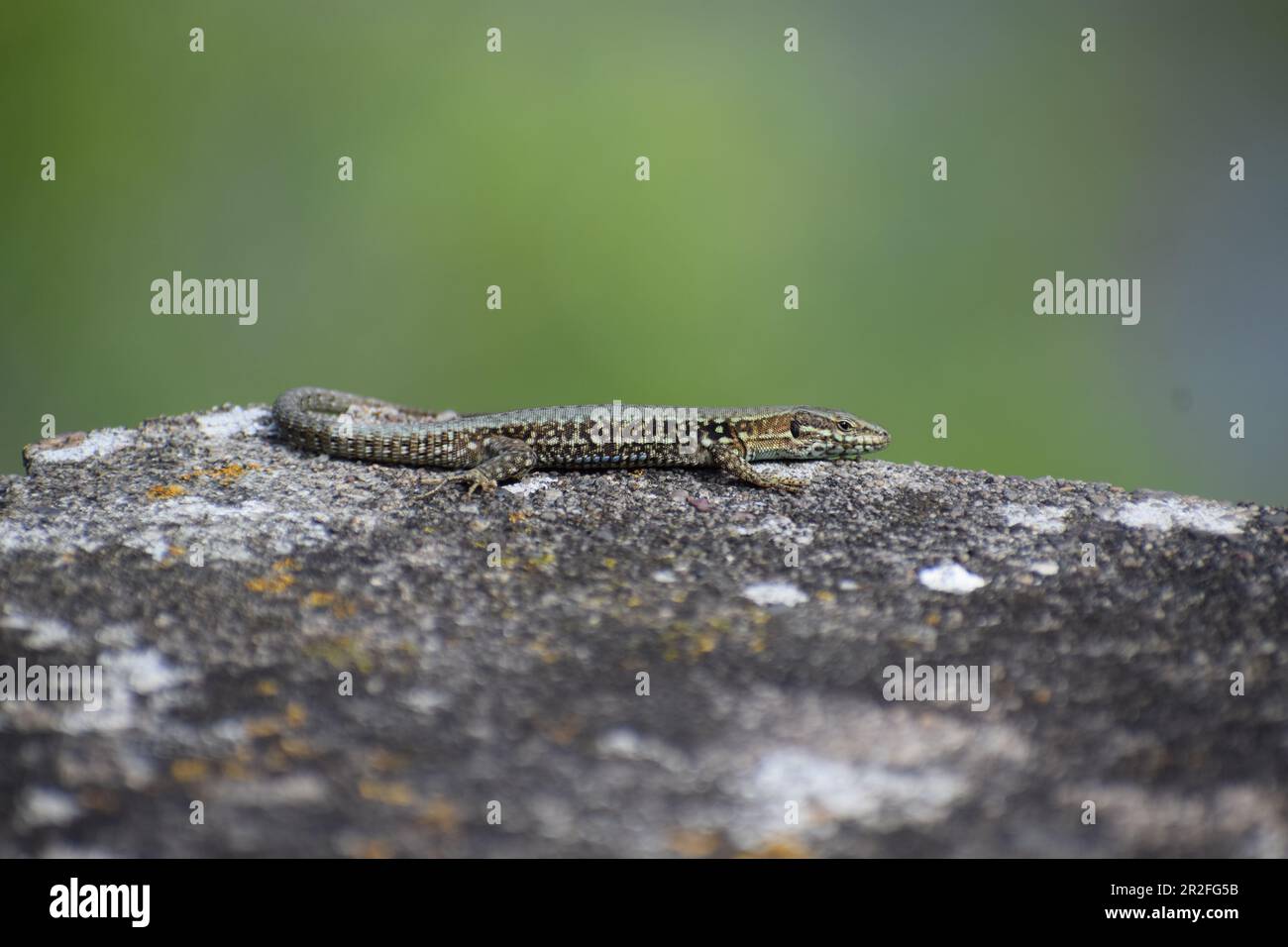 Wall Lizard on old stones Stock Photo