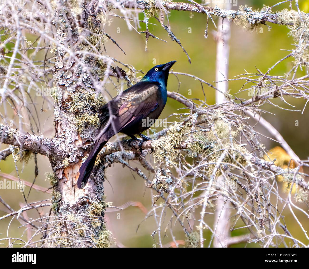 Common Grackle close-up side view perched on tree branches with background, displaying colourful plumage in its environment and habitat surrounding. Stock Photo