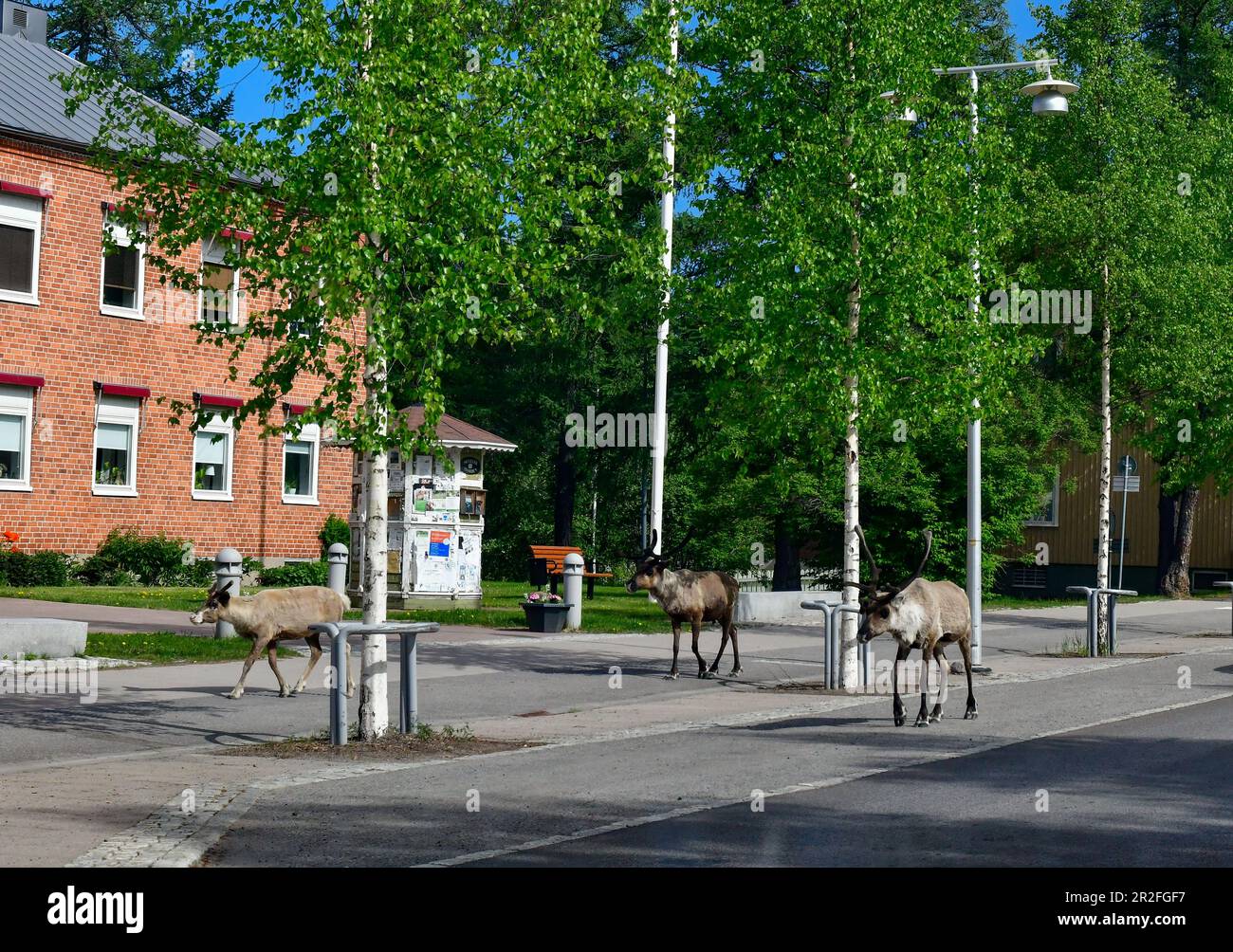 Reindeer wander along the main road in Arvidsjaur, Norrbotten County, Sweden Stock Photo