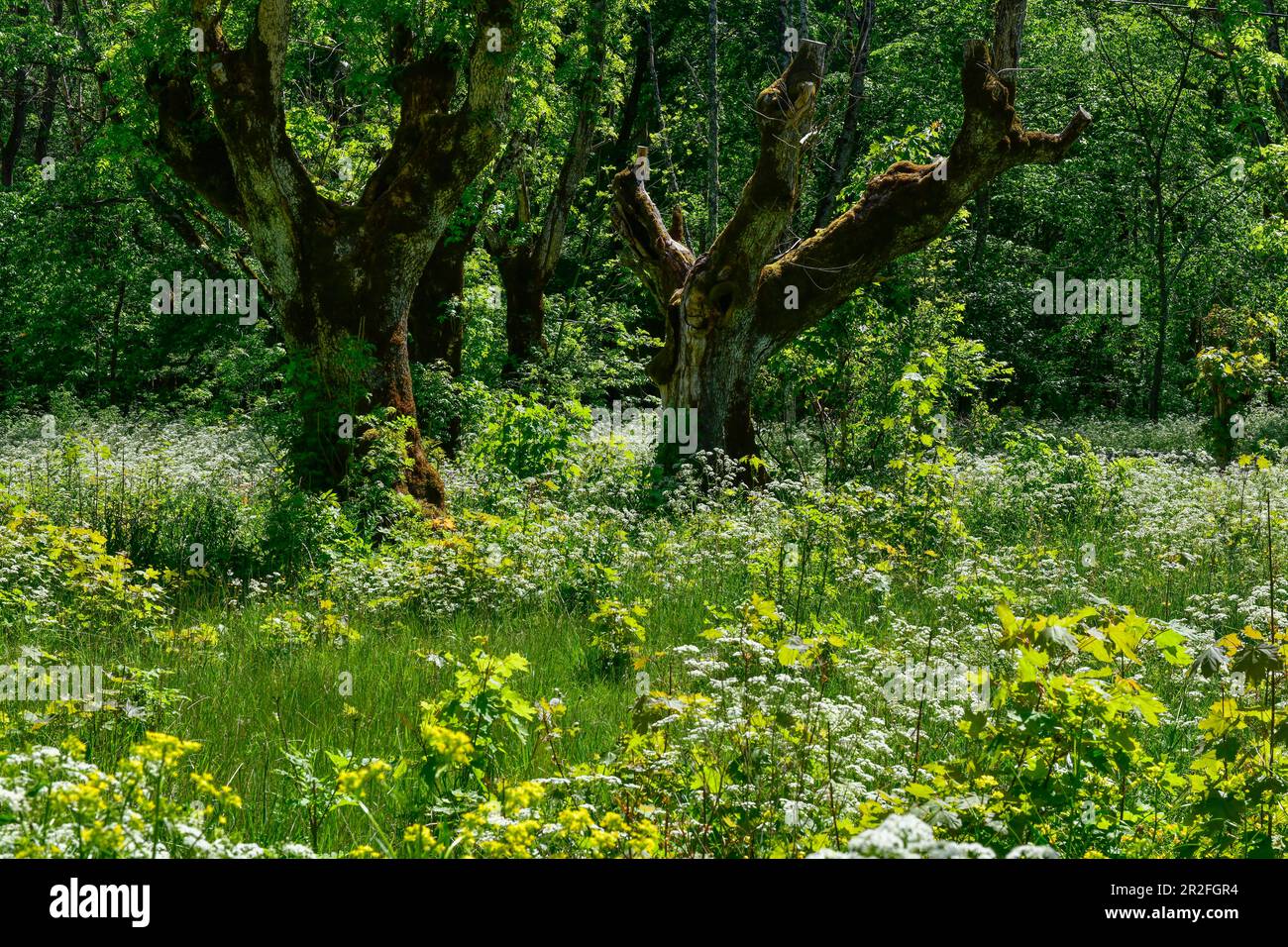 Herbs shrubs and trees hi-res stock photography and images - Alamy