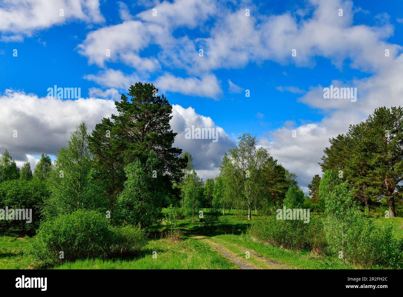 Typical swedish landscape hi-res stock photography and images - Alamy