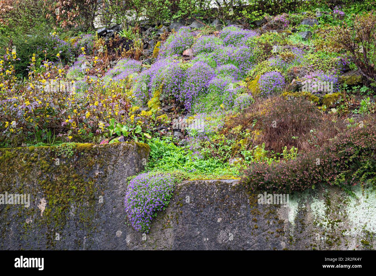 Rock garden or rockery: garden with rocks and violet flowering plants Stock Photo