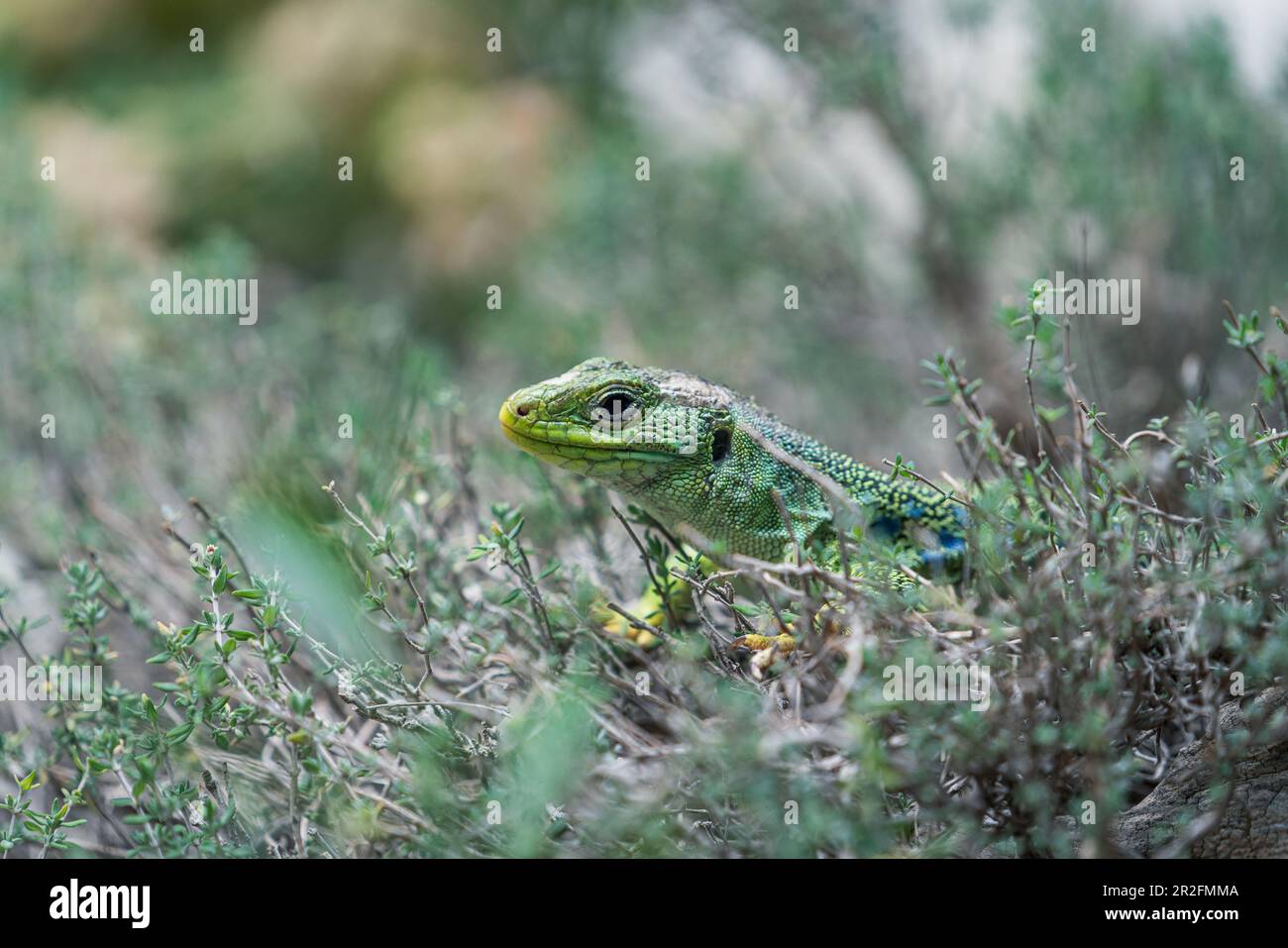 Alpine pearl hi-res stock photography and images - Alamy