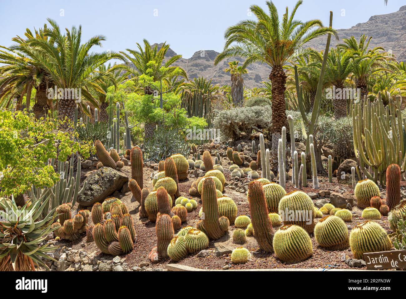 Cactus plants and palm trees in the "Cactualdea Park" - cactus  park in the west of Gran Canaria, Spain Stock Photo - Alamy