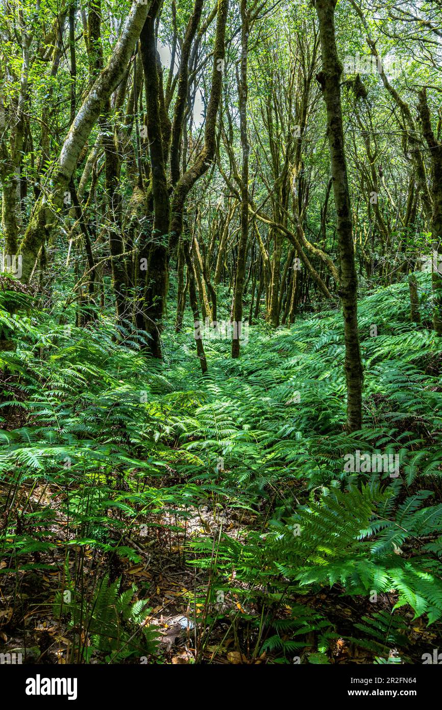 Hiking trail "Bosque Encantado" with mosscovered trees and ferns in