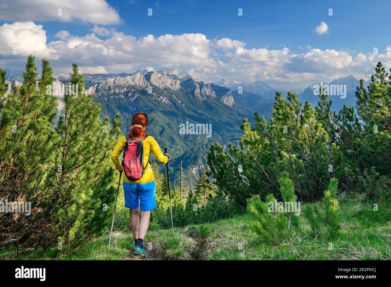 Woman hiking goes through Latschen, Reiteralm in the Berchtesgaden Alps in the background, from Ristfeuchthorn, Chiemgau Alps, Chiemgau, Upper Bavaria Stock Photo