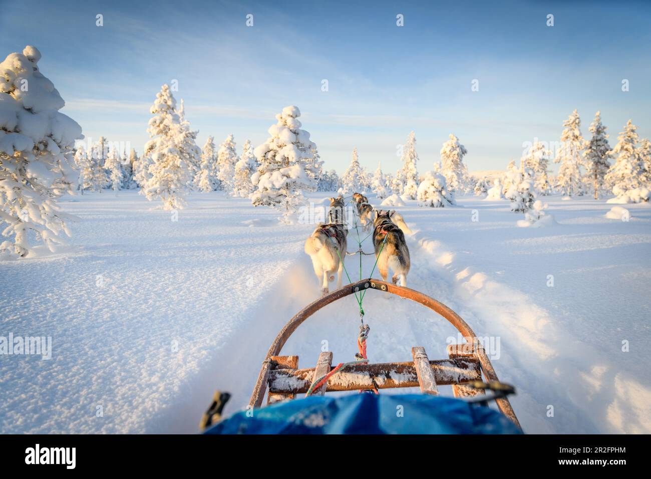 Dog sledding in Lapland, Arvidsjaur, Auktsjaur, Sweden Stock Photo