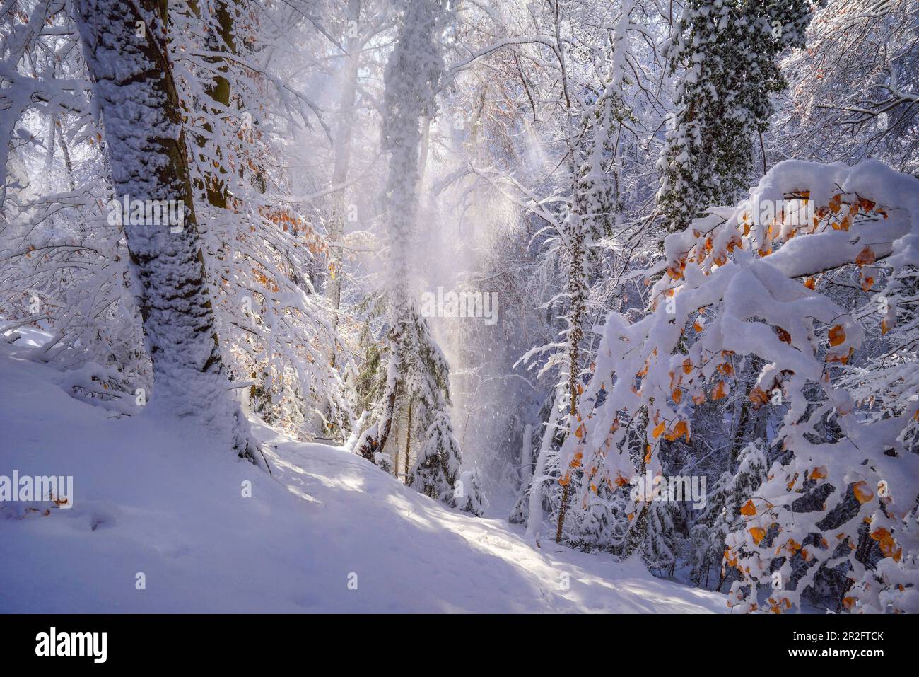 Winter in the beech forest, Baierbrunn, Germany Stock Photo