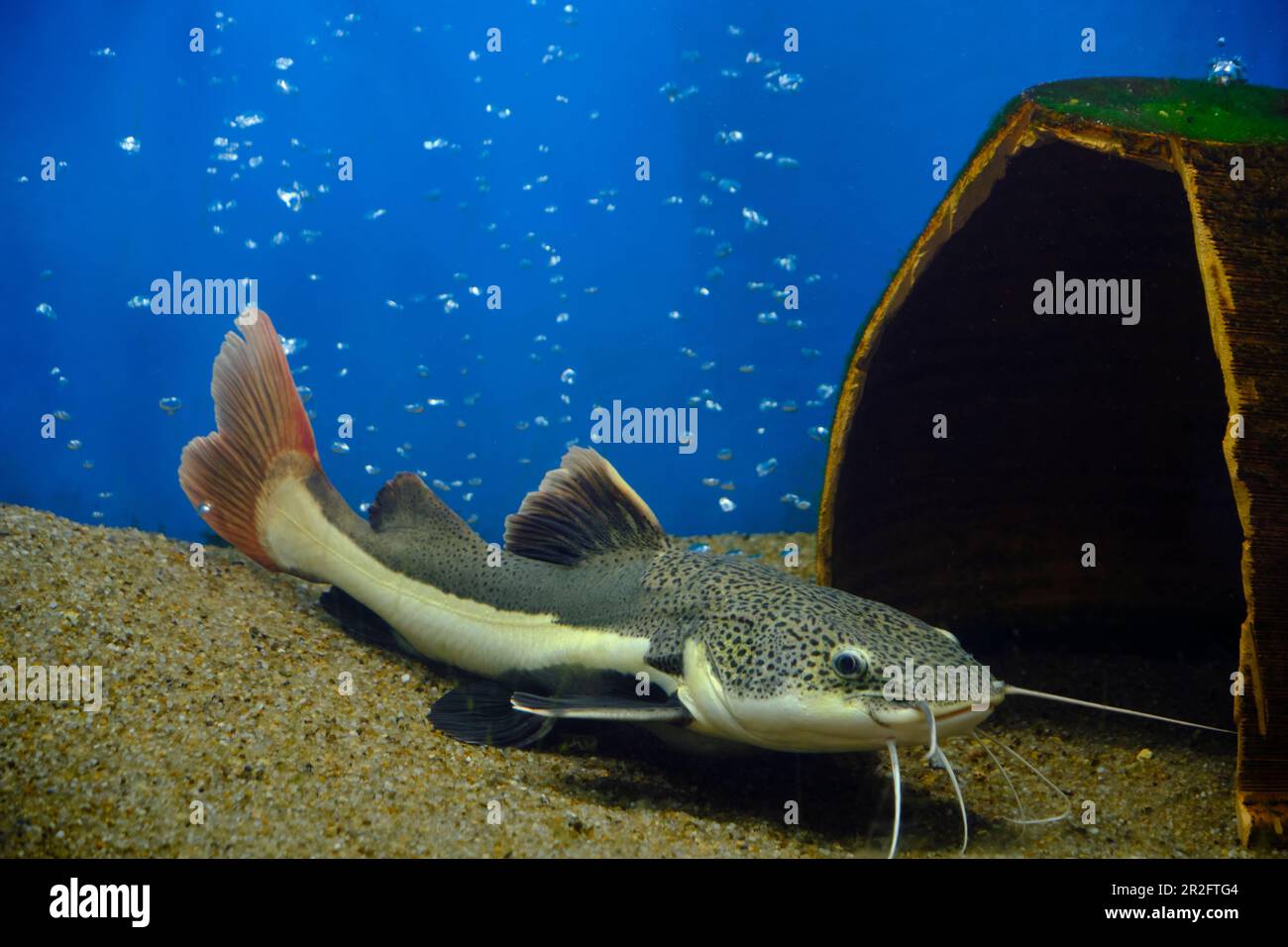 https://c8.alamy.com/comp/2R2FTG4/flathead-catfish-lies-sand-at-bottom-aquarium-with-blue-background-2R2FTG4.jpg