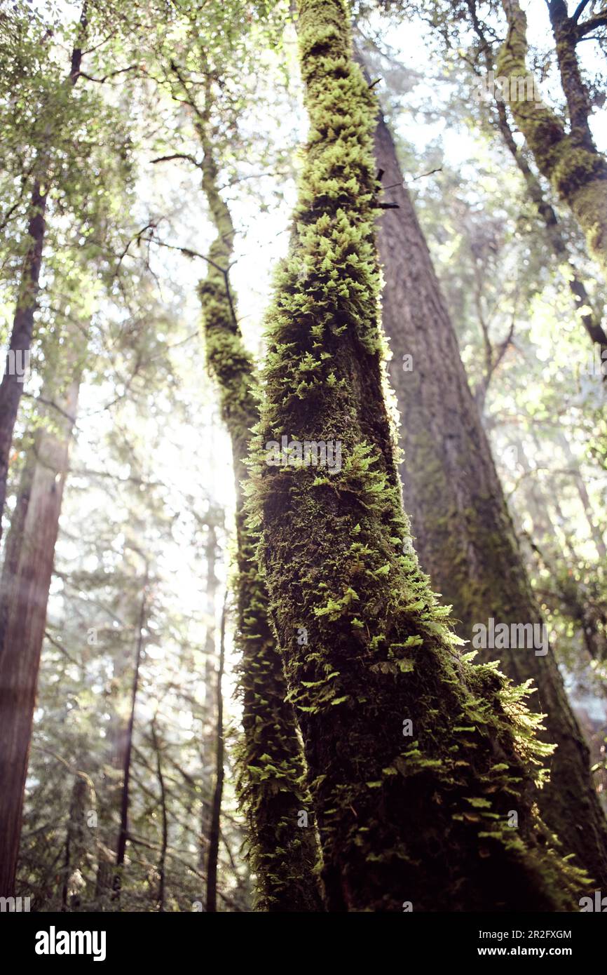Mossy tree trunk and sun rays in morning forest, Big Basin State Park, California, USA. Stock Photo
