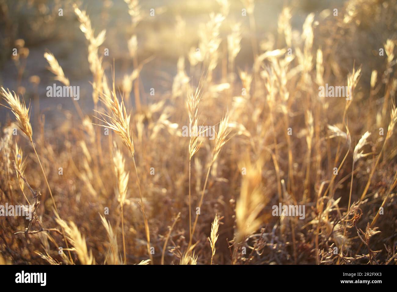 Grasses backlit hi-res stock photography and images - Alamy