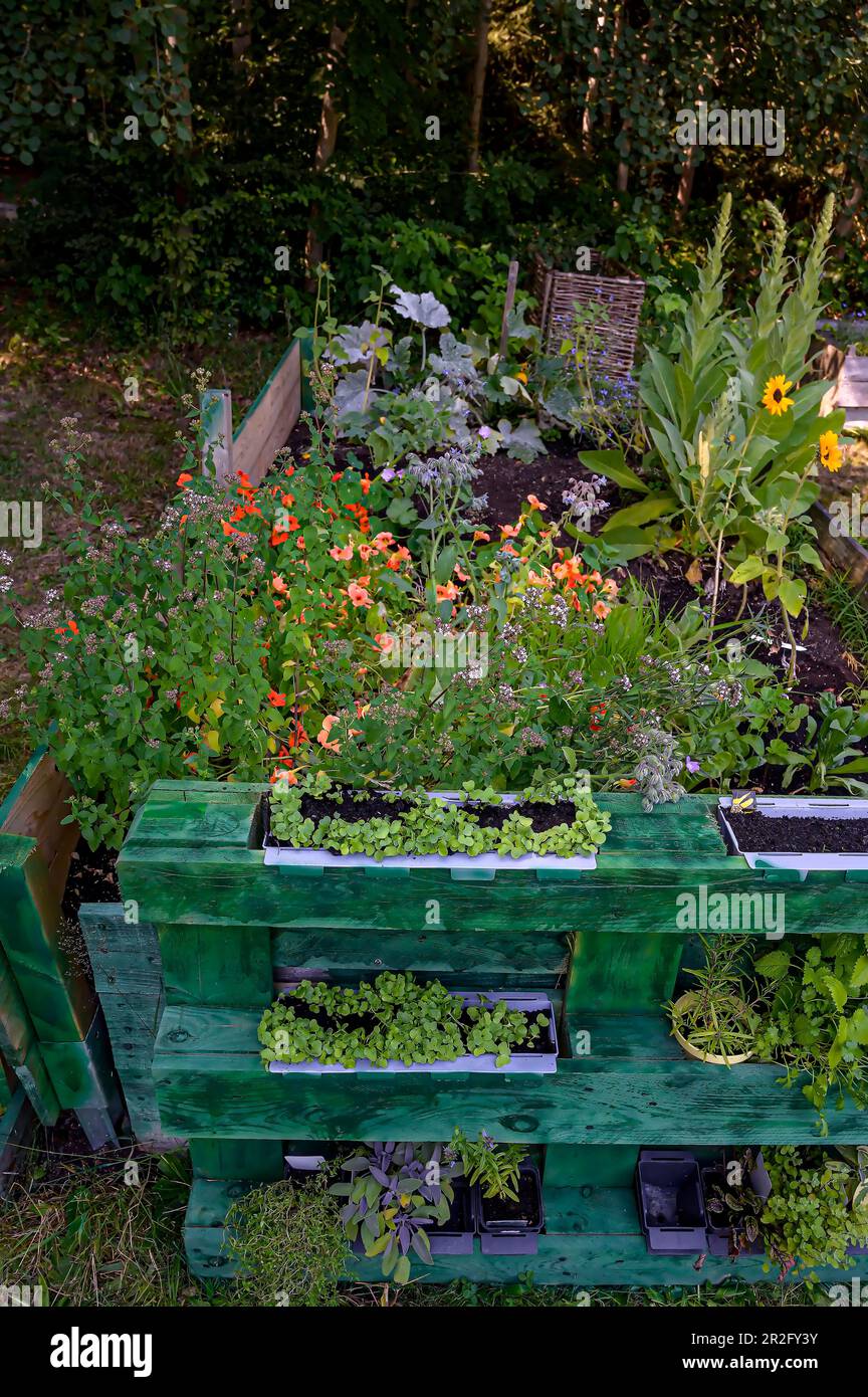 Raised bed with herbs, homemade with herbs from your own garden Stock Photo