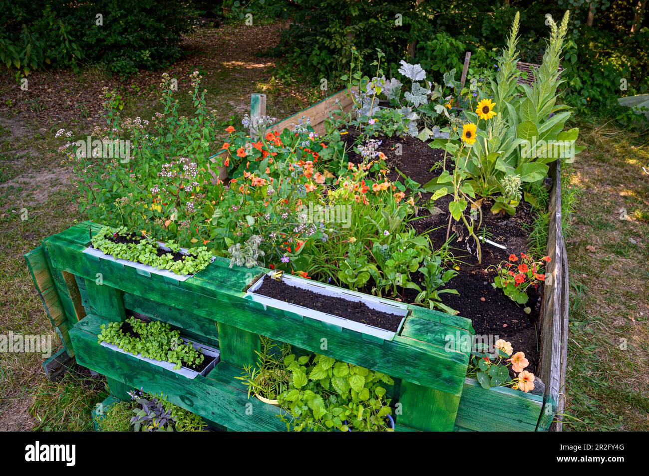 Raised bed with herbs, homemade with herbs from your own garden Stock Photo