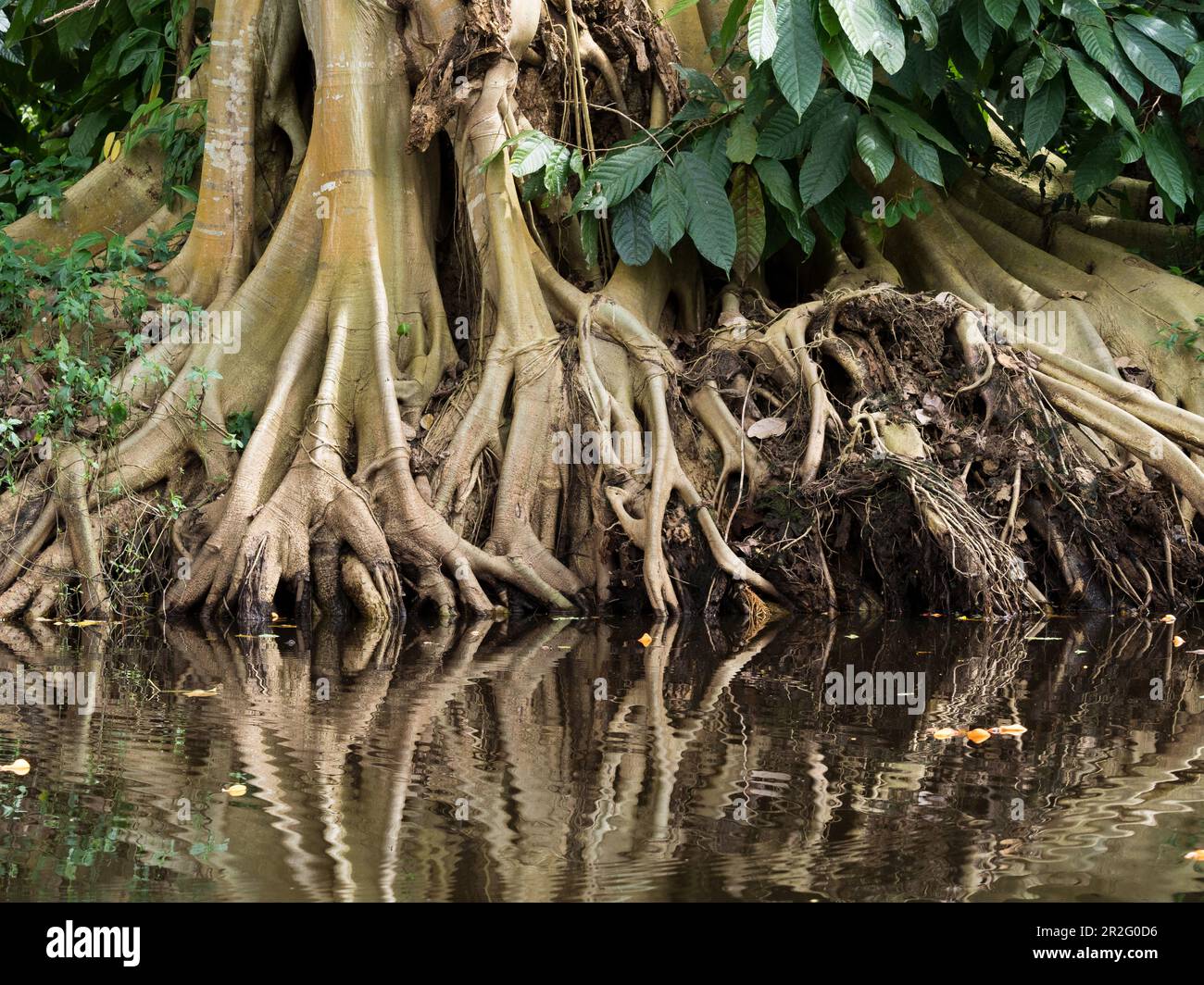 Roots of a rainforest tree, Amazon rainforest, Amazon basin, Brazil