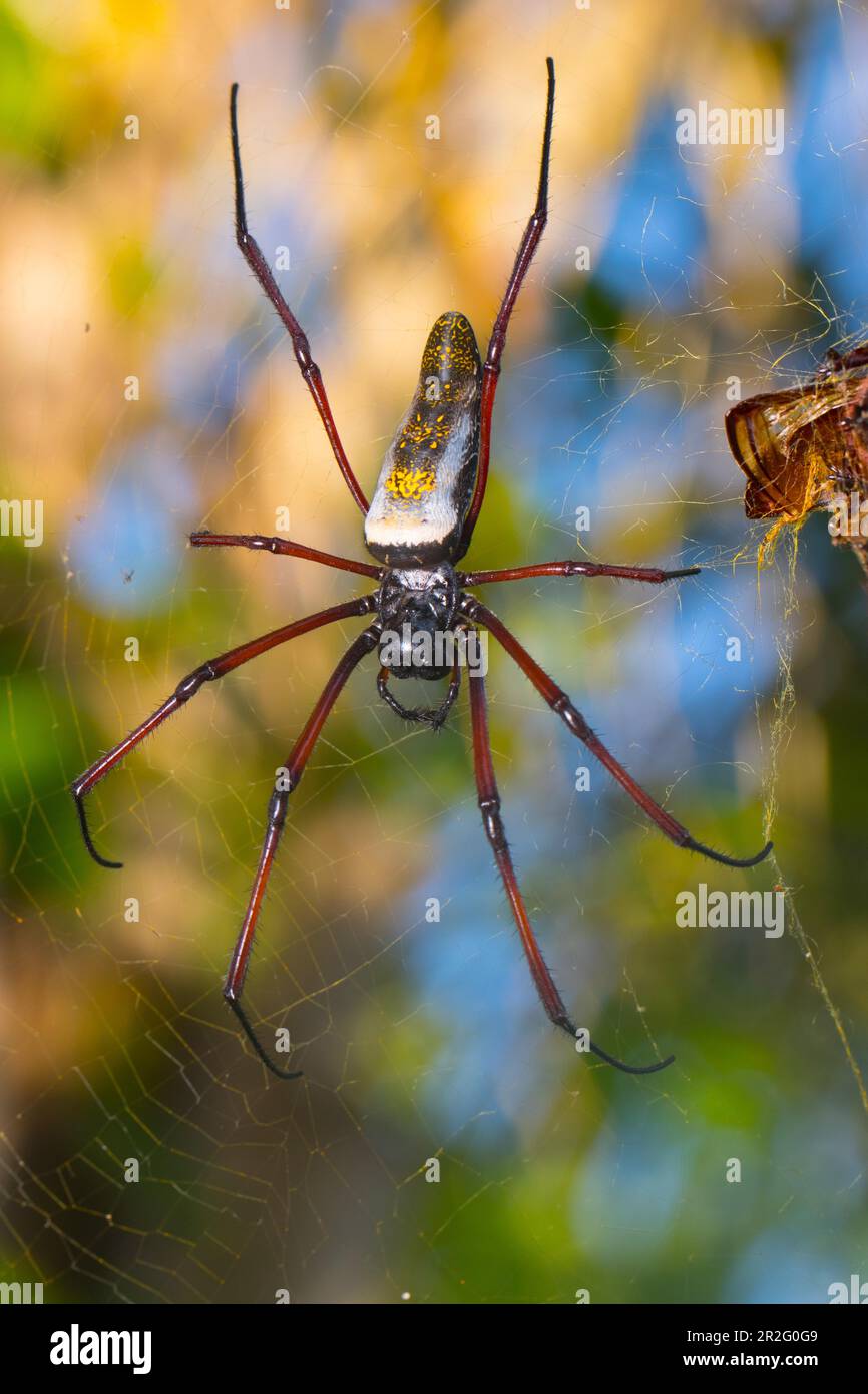Female Madagascar silk spider (Trichonephila inaurata madagascariensis
