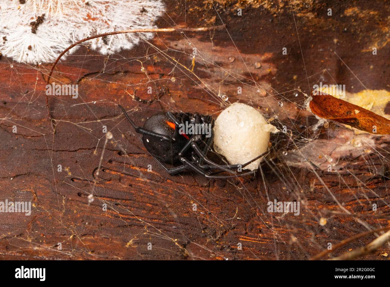 Venomous menavody (Latrodectus menavodi) protecting egg cocoon on tree bark, in the dry forest of Ankarafantsika, Western Madagascar, Madagascar Stock Photo