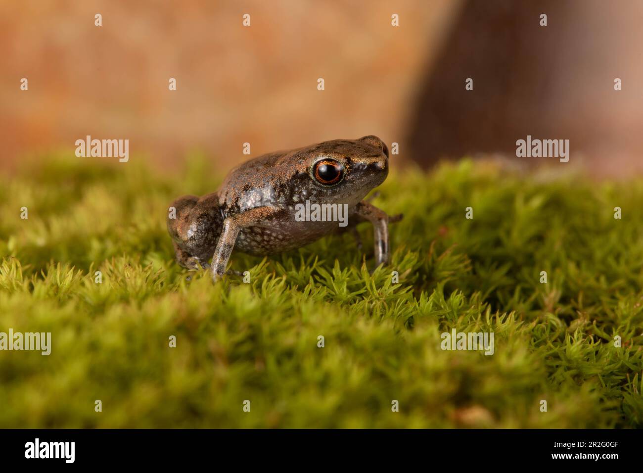 Dwarf Madagascar English frog (Stumpffia pygmea) sitting on moss