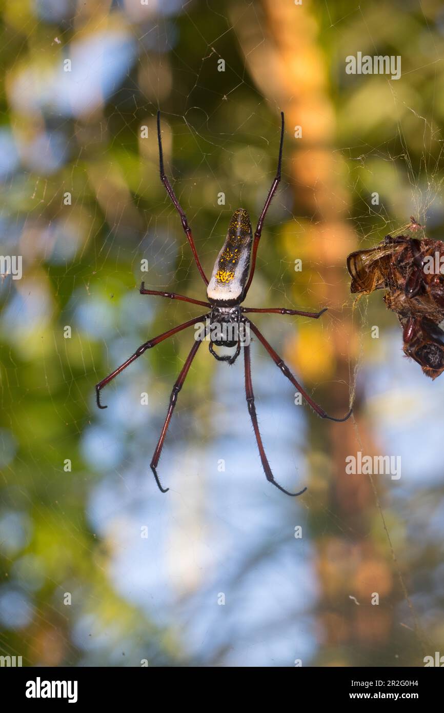 Female Madagascar silk spider (Trichonephila inaurata madagascariensis