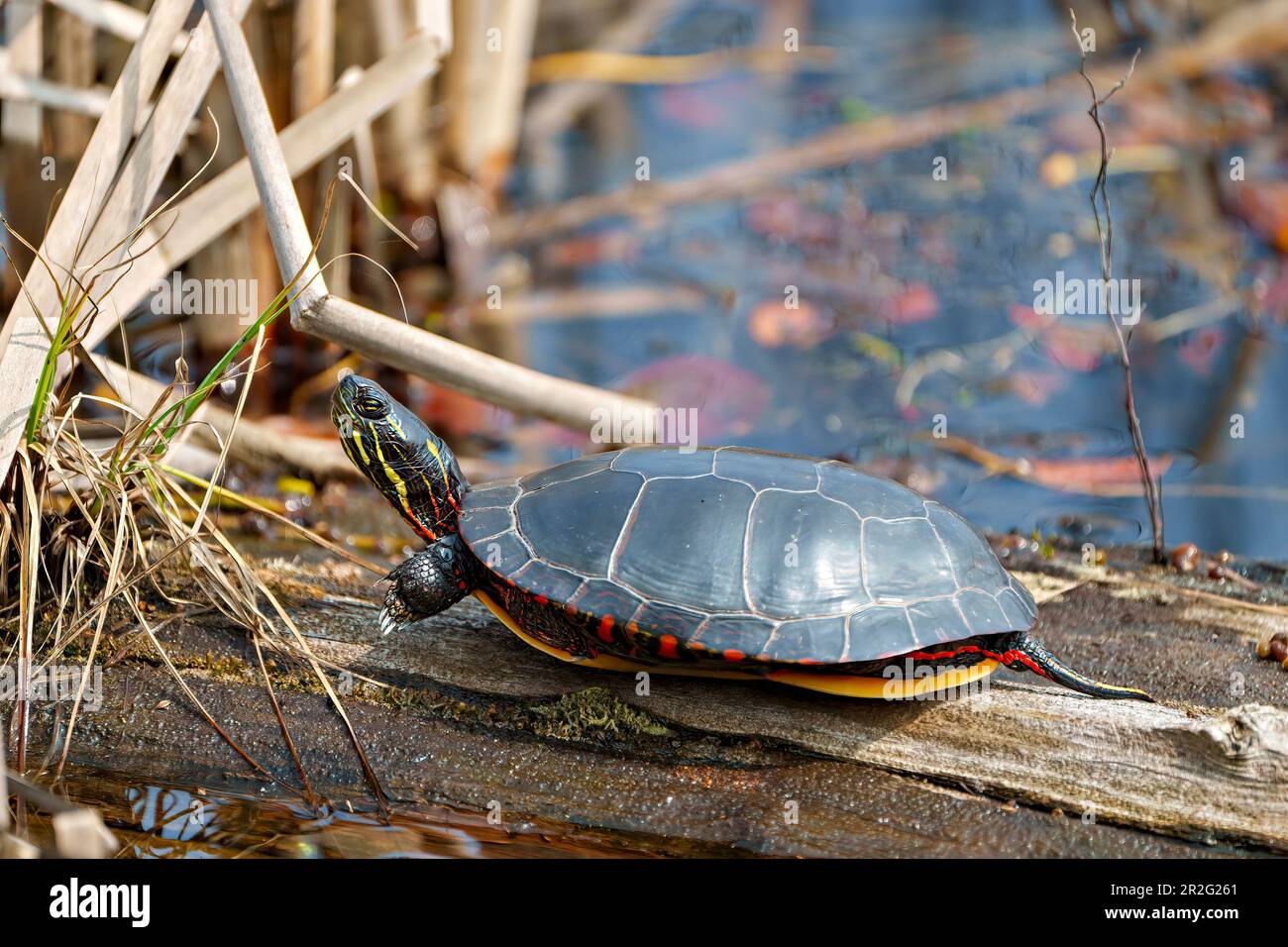 Painted turtle resting on a log in the pond displaying its turtle shell