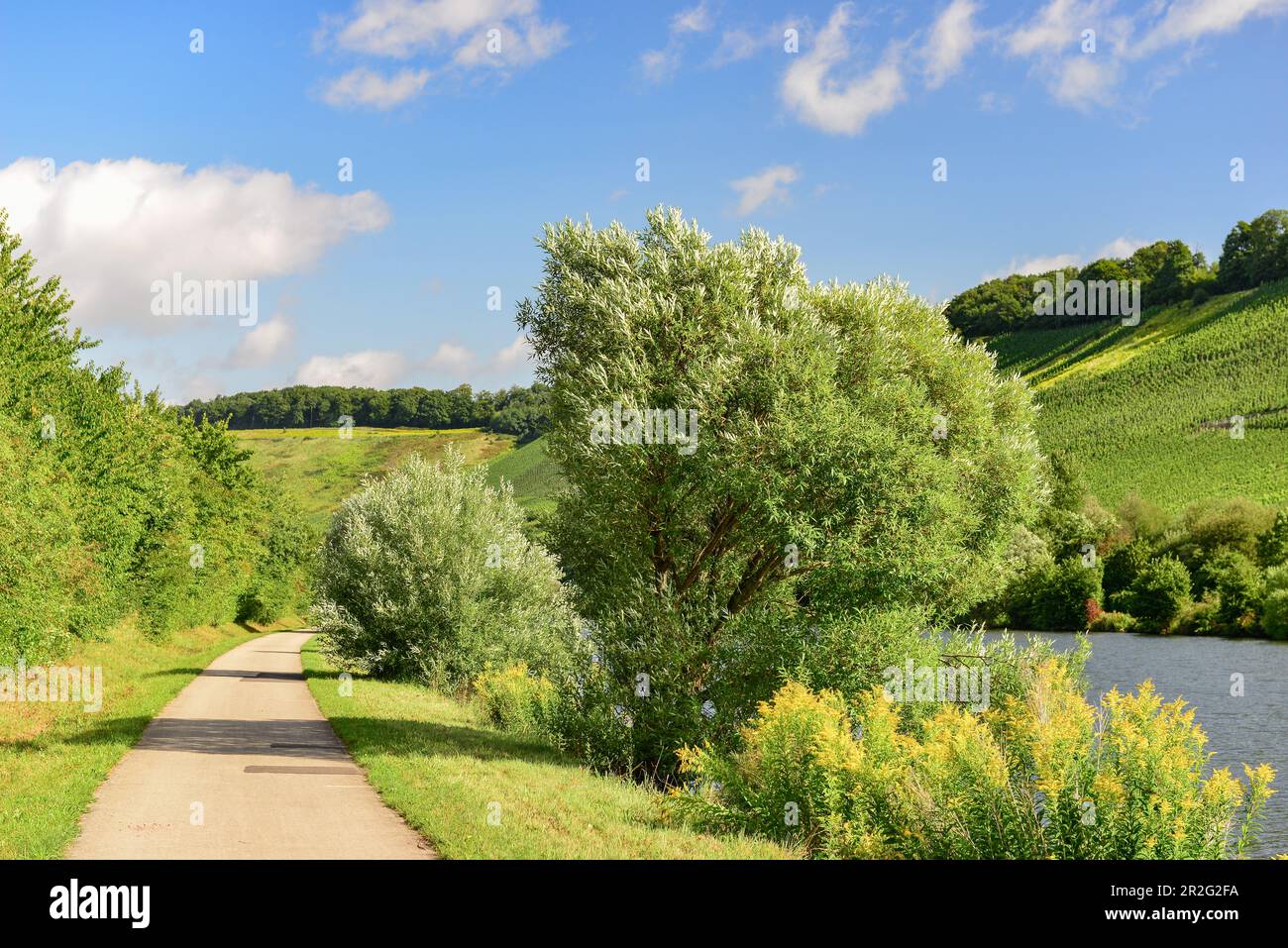 Vineyards and lovely landscape on the Saar near Saarburg, Germany Stock Photo