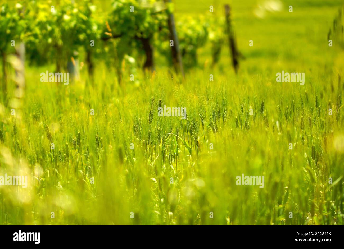 Small rural idyll in the Marche, Italy, Europe Stock Photo