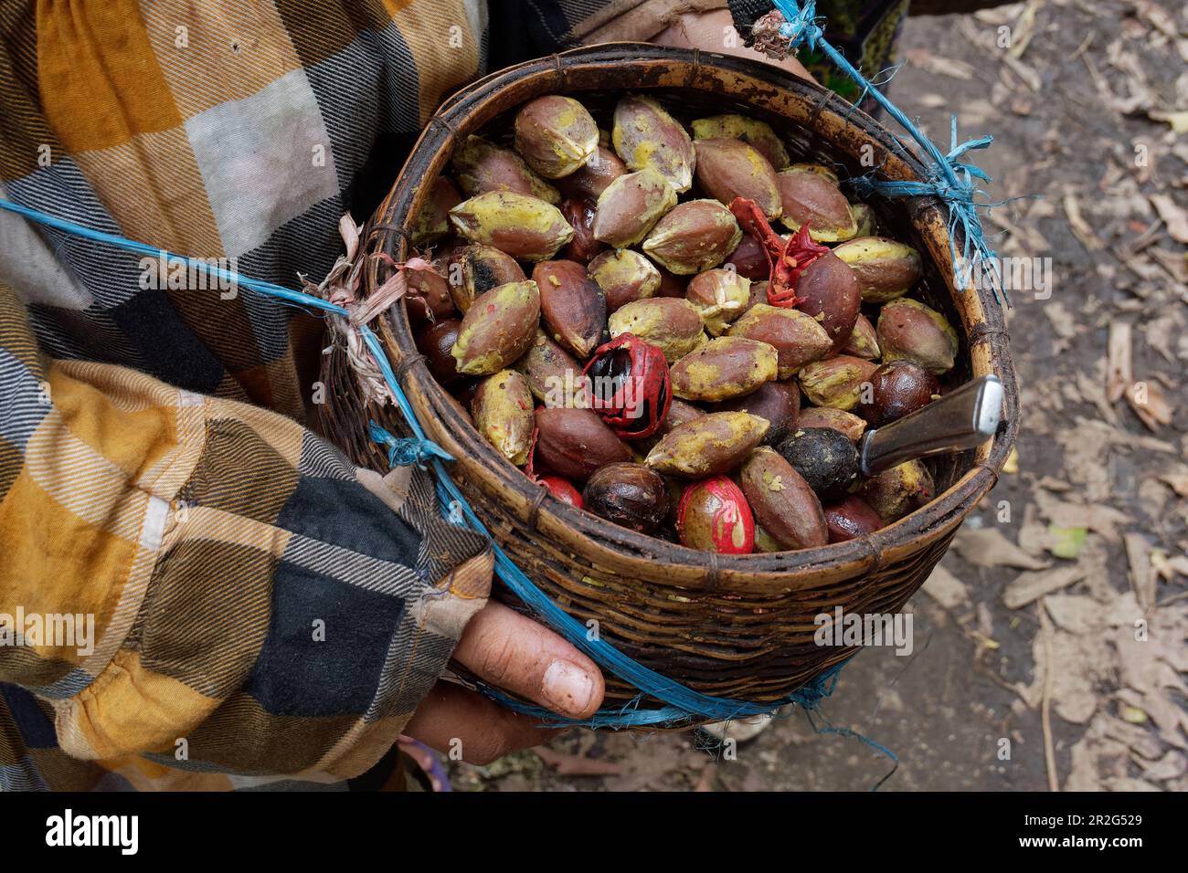 Abundant harvest: Kenari nuts and nutmegs, Indonesia, Southeast Asia, Asia Stock Photo