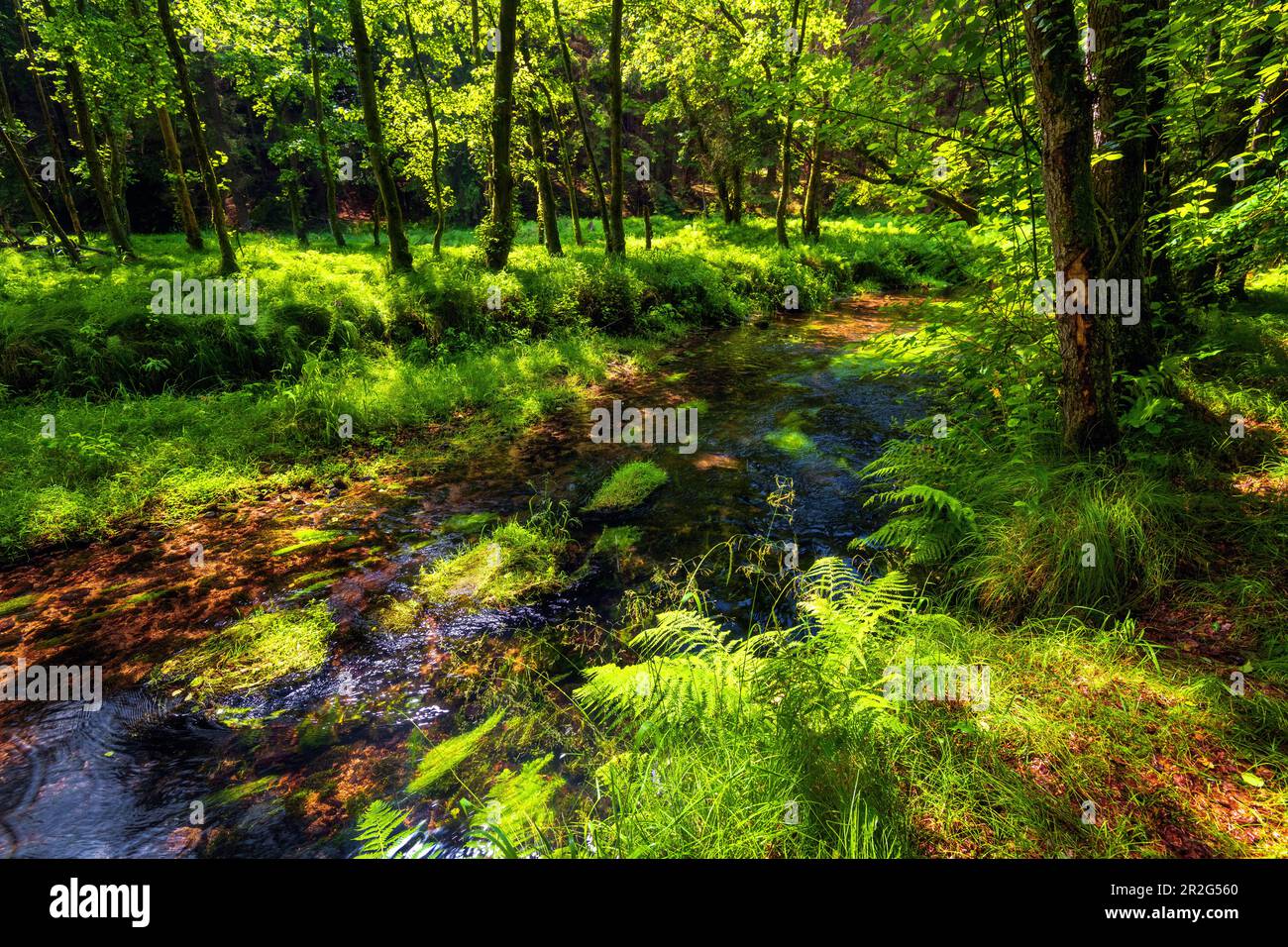 Nationalpark böhmische schweiz hi-res stock photography and images - Alamy