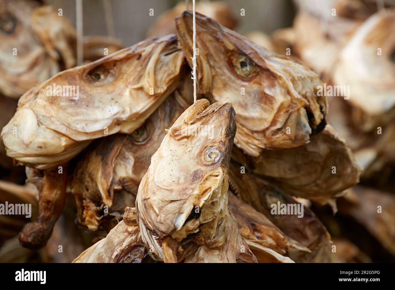 Stockfish italy hi-res stock photography and images - Alamy