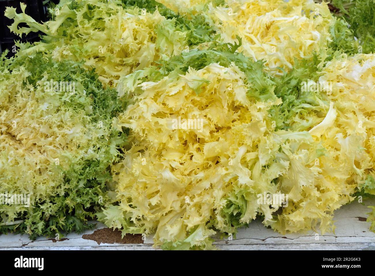 Lettuce on a market of Berga, Catalonia, Spain. Stock Photo