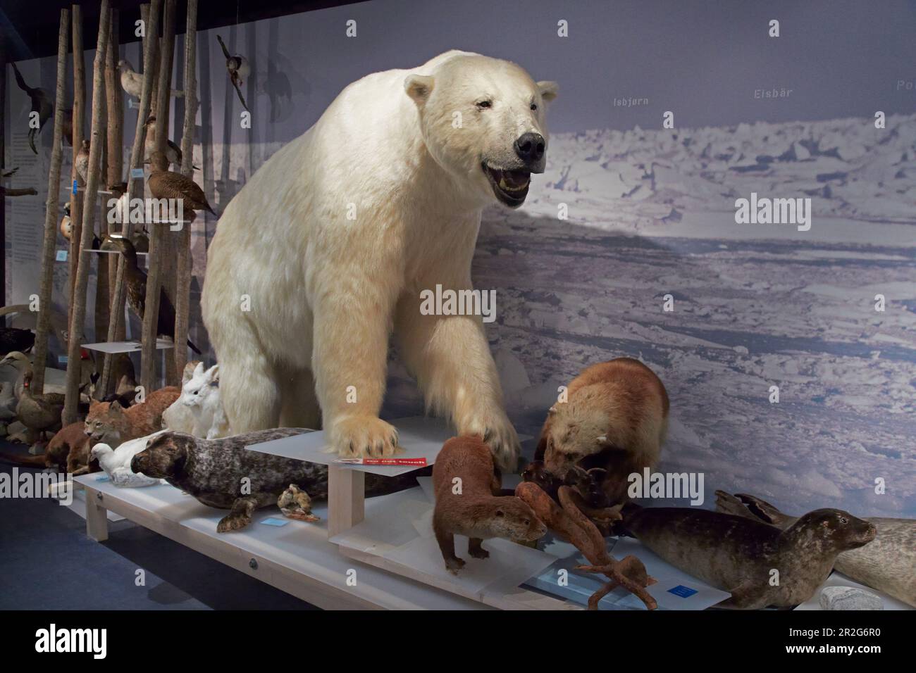 The royal and ancient polar bear society hi-res stock photography and  images - Alamy