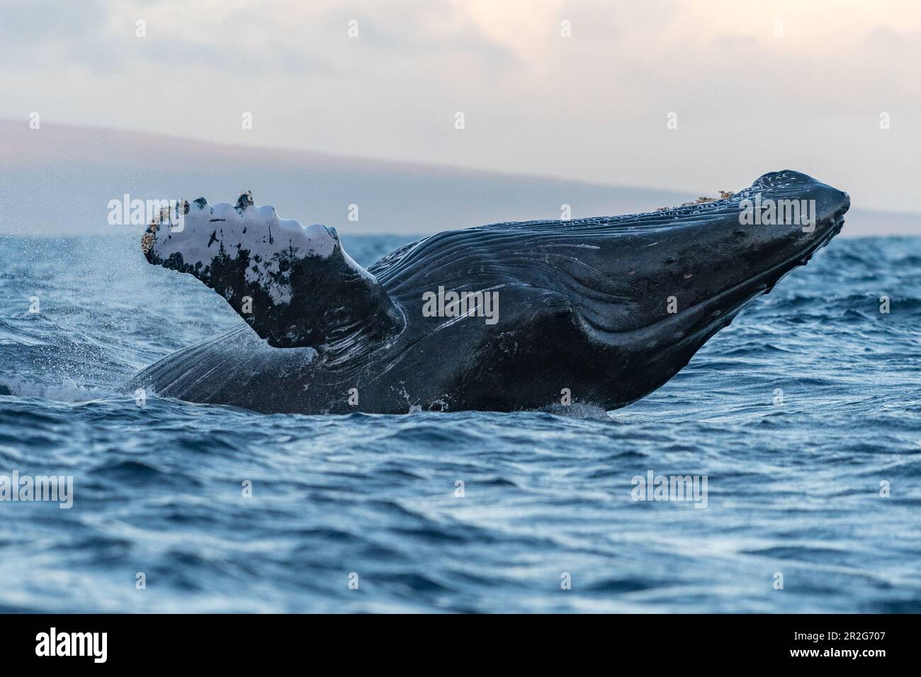 Humpback whale breaching. Lahaina, Maui, Hawaii Stock Photo - Alamy