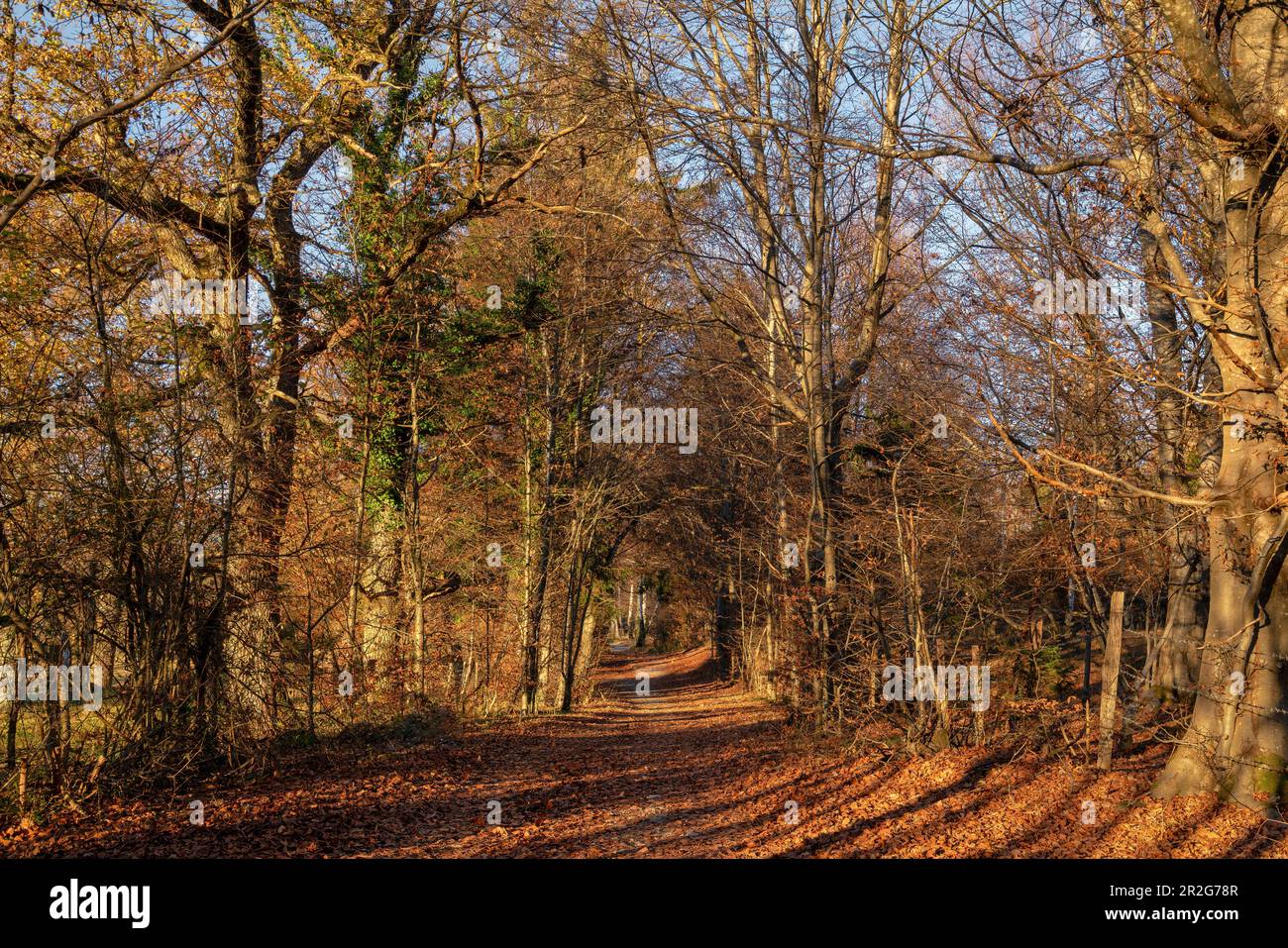 Late afternoon in November on the Andechser Höhenweg, Andechs, Upper Bavaria, Bavaria, Germany Stock Photo