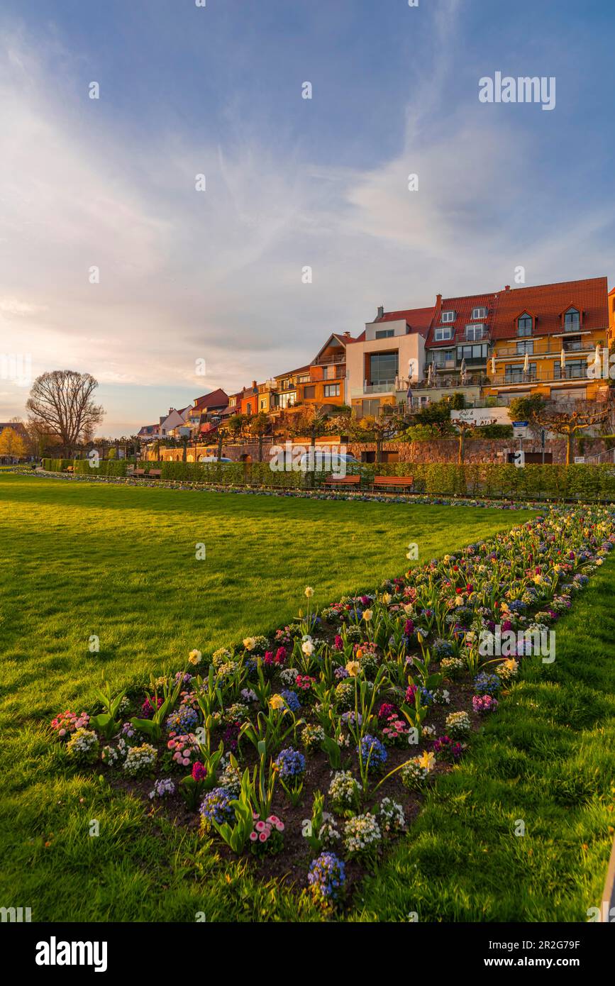 Small town Waren, Mueritz, promenade at the Binnenmueritz, flower beds, blossom, lawn, building, evening light, holiday region, spring, sunshine Stock Photo
