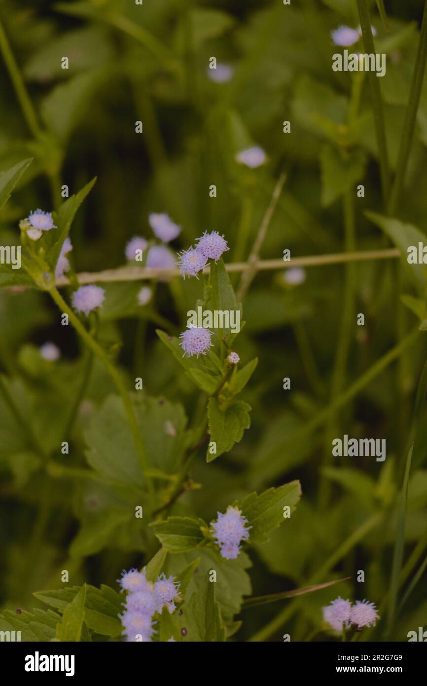 Purple flowers in yard hi-res stock photography and images - Alamy