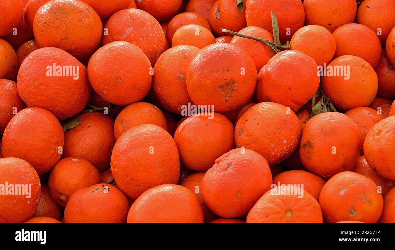 Oranges on a market of Berga, Catalonia, Spain. Stock Photo