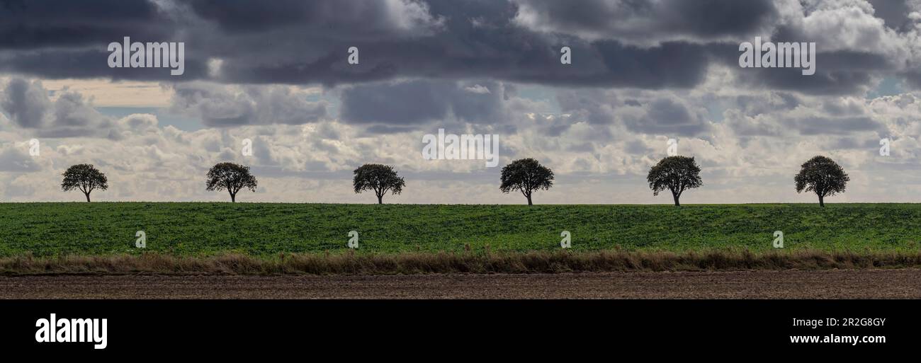 Row of trees on field. Dark clouds. Aakirkeby, Hovedstaden, Bornholm, Denmark. Stock Photo
