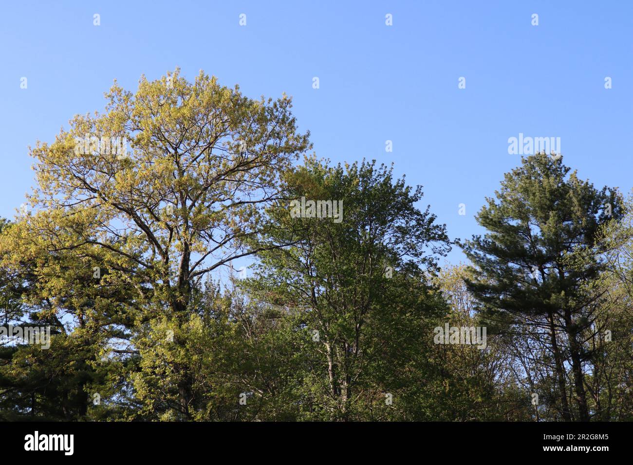 A few pretty trees with a beautiful blue sky in the clear, sunny, and crisp outdoors on a nice day Stock Photo