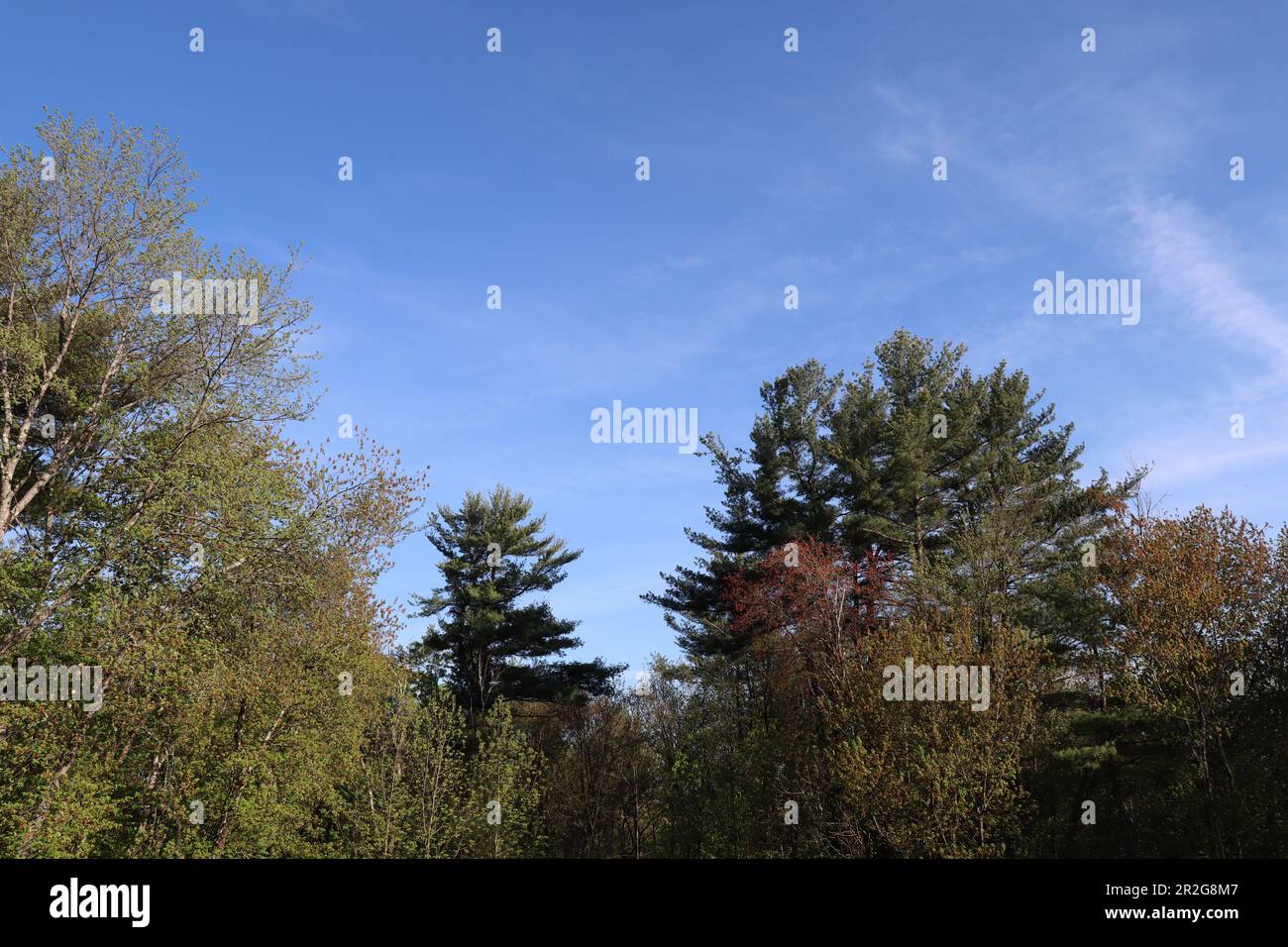 A view of the sky with pretty colors of the trees Stock Photo