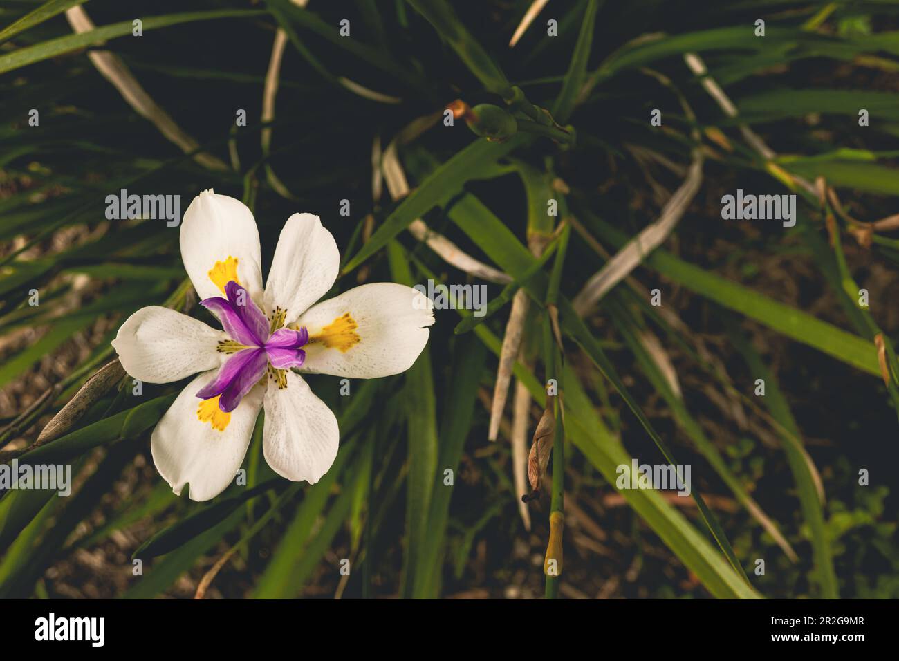 High angle view of an iris flower in bloom in garden Stock Photo