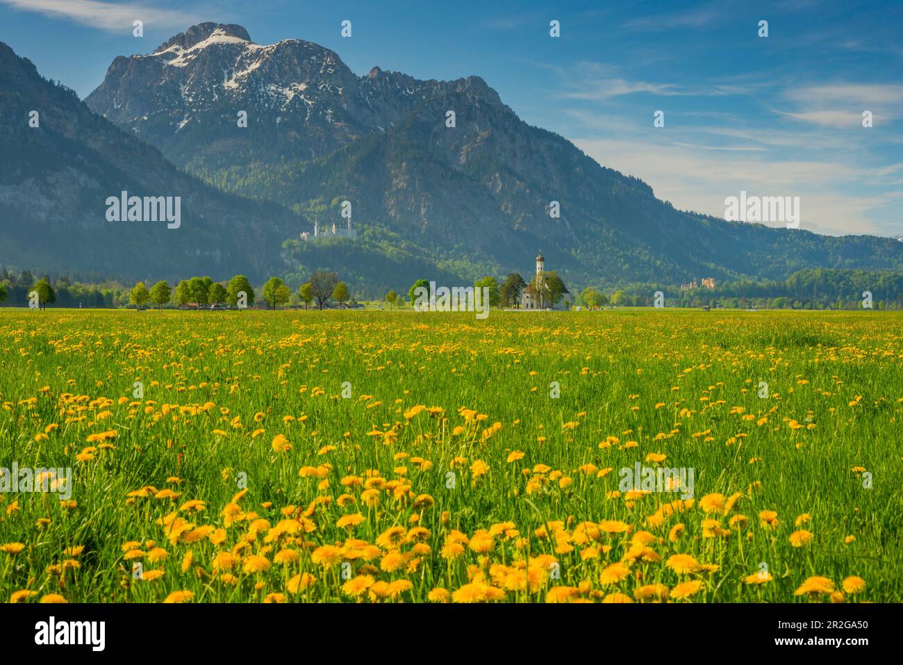 Blossoming dandelion meadow, behind it the pilgrimage church of St ...
