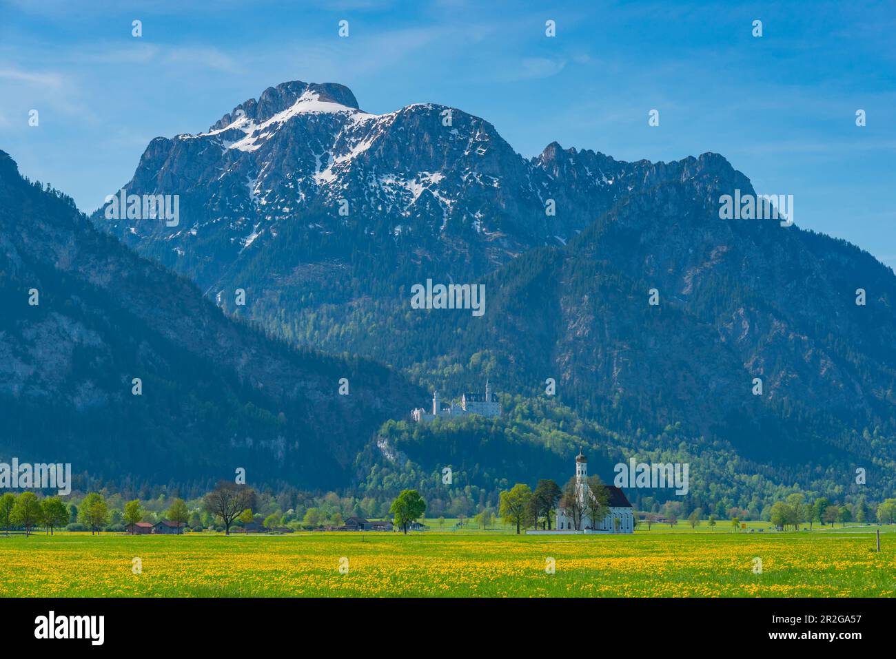 Blossoming dandelion meadow, behind it the pilgrimage church of St ...