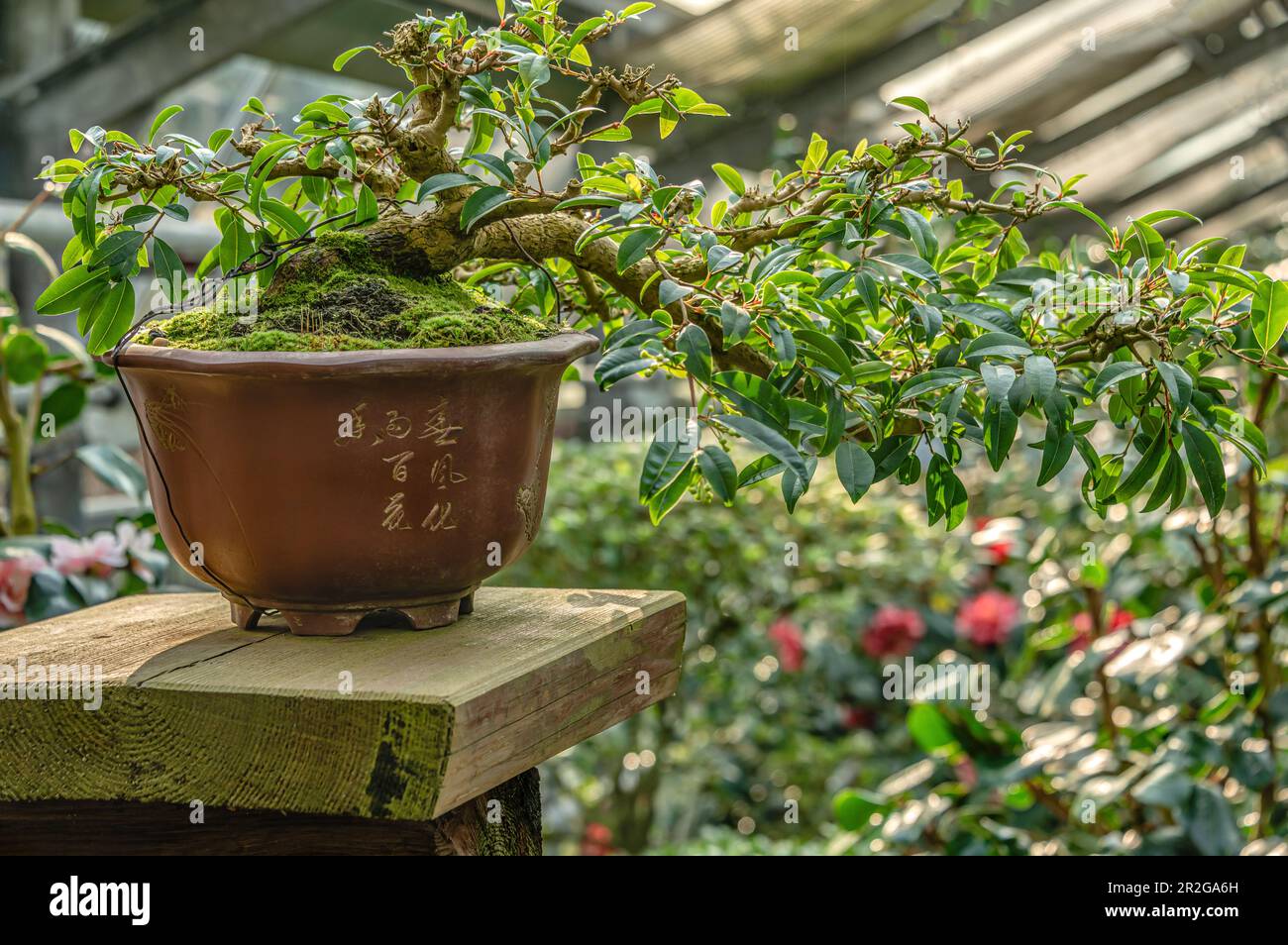 real bonsai Cherry Blossom Bonsai Silk Tree