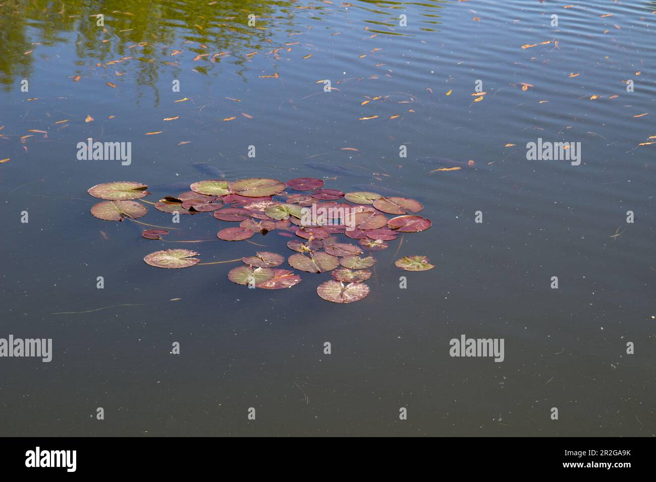 Fish swim close to the surface of the water. Fish pond in the park. Stock Photo