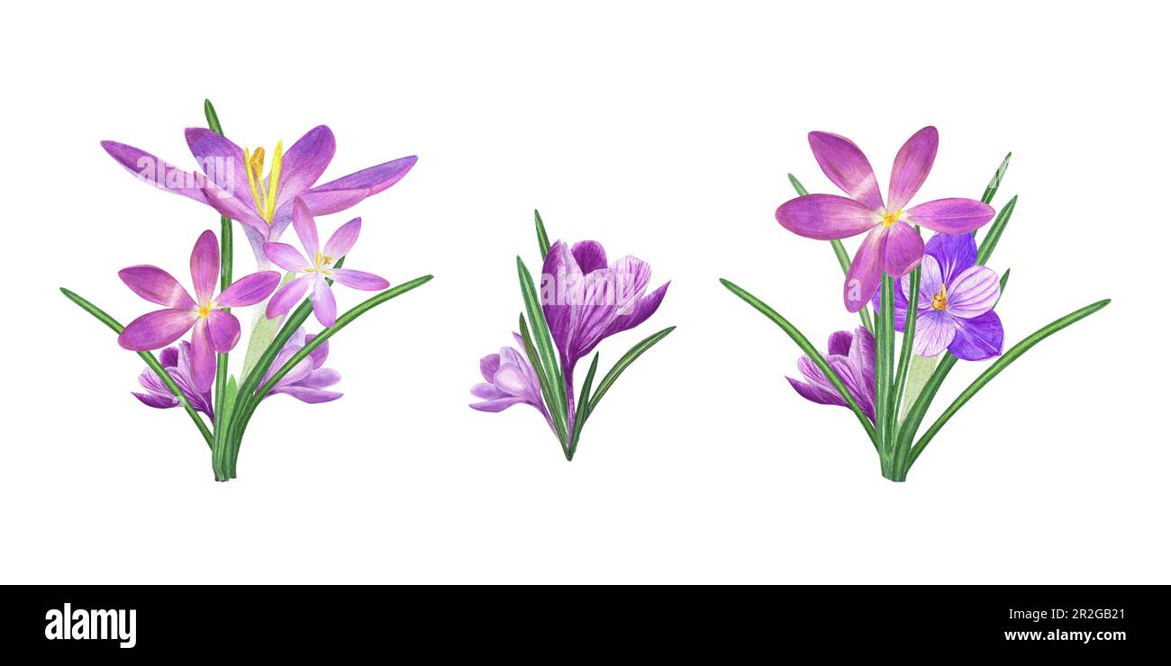 Watercolor set of bouquets of crocuses isolated on white background. Spring illustration for the design of postcards, greetings, patterns Stock Photo