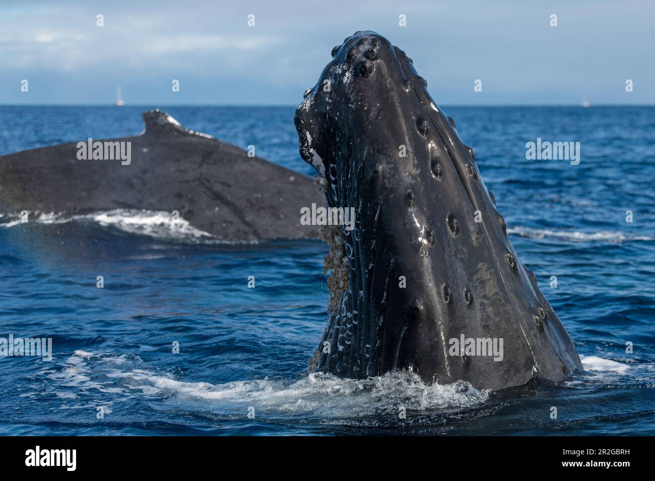 Humpback whale spyhopping. Lahaina, Maui, Hawaii Stock Photo - Alamy