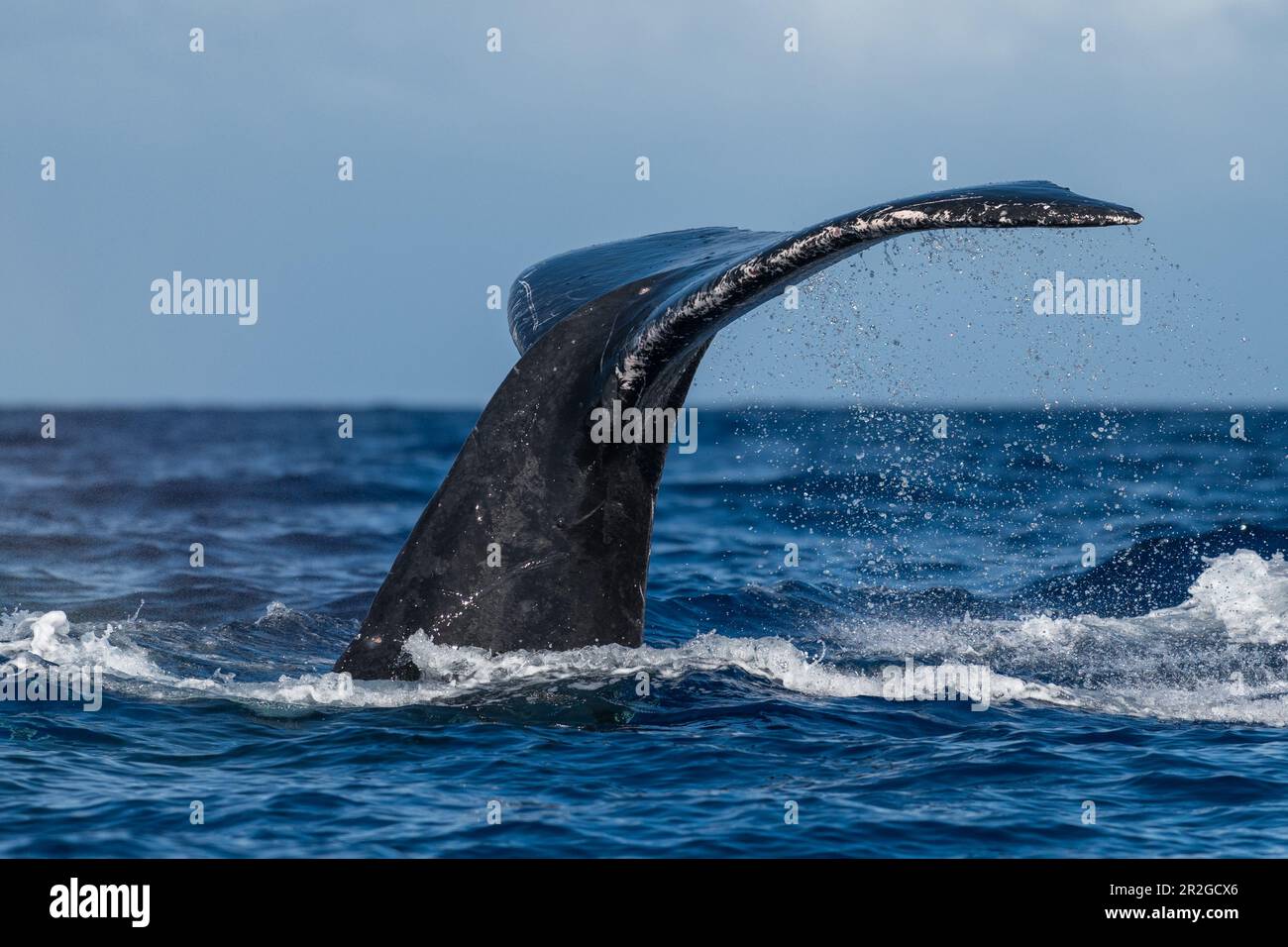 Humpback whale tail fluke. Lahaina, Maui, Hawaii Stock Photo - Alamy