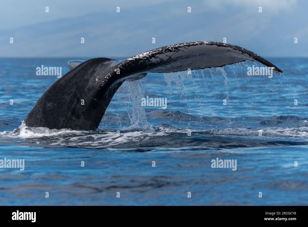 Humpback whale tail fluke. Lahaina, Maui, Hawaii Stock Photo - Alamy