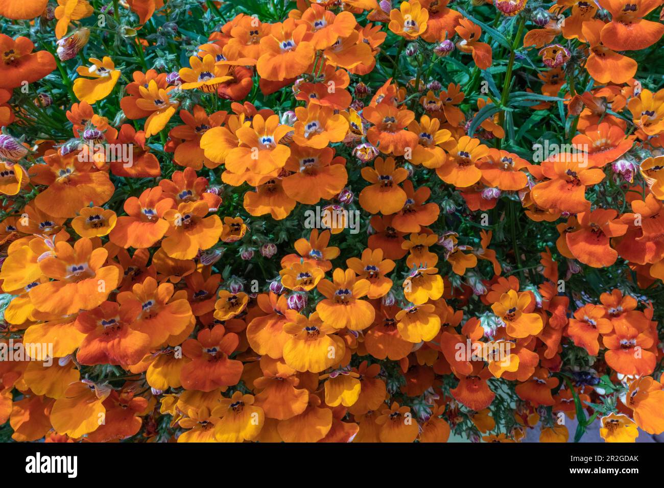 Beautiful flowers seen in the summer time with healthy, bright colored petals. Orange Cape-jewels Nemesia strumosa Benth. Stock Photo