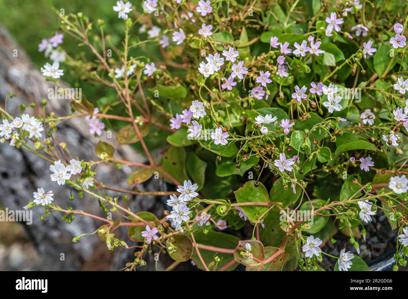 Close up of a purslane plant (Montia Sibirica) with flowers Stock Photo