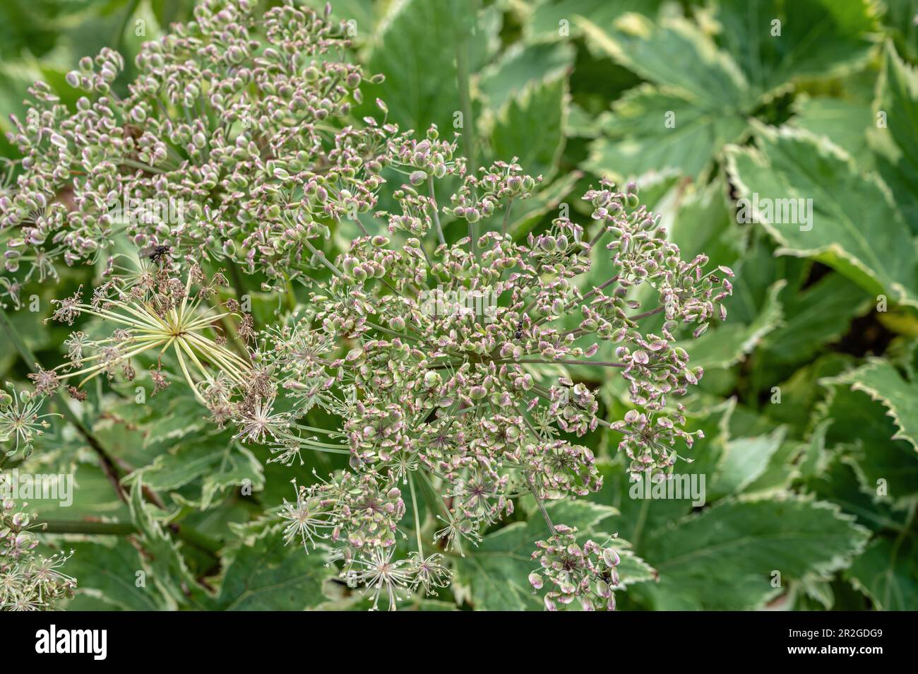 Close-up of a Masterwort plant (Peucedanum ostruthium), also known as Kaiserwurz and Ostruz Stock Photo